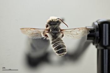 Media type: image;   Entomology 786075 Aspect: habitus dorsal view